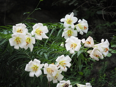Lilium leucanthum