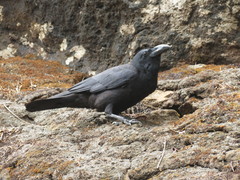 Corvus macrorhynchos culminatus