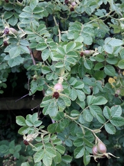 Rosa canina