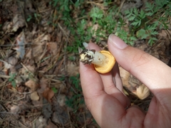 Cantharellus cibarius