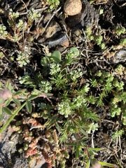 Scleranthus perennis