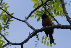 Icterus spurius spurius
