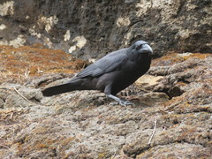 Corvus macrorhynchos culminatus