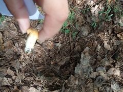 Cantharellus cibarius