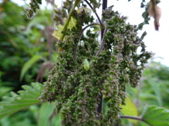 Microlophium carnosum