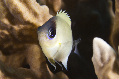 Black-bar chromis (Chromis retrofasciata) — Pomacentridae — 5