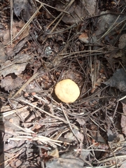 Cantharellus cibarius