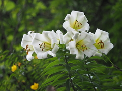 Lilium leucanthum