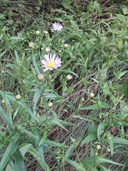 Symphyotrichum novi-belgii
