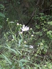 Symphyotrichum novi-belgii
