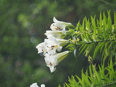 Lilium leucanthum