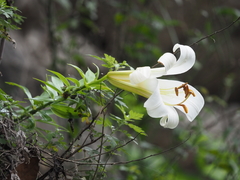 Lilium leucanthum
