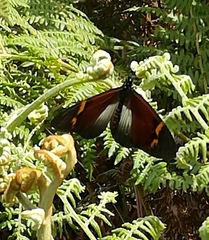 Acraea quadricolor