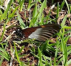 Acraea quadricolor