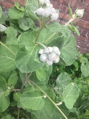 Arctium tomentosum