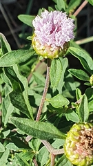 Centratherum riparium