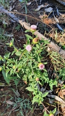 Centratherum riparium