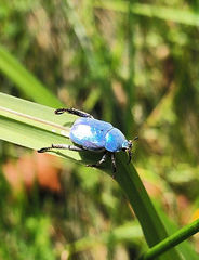 Hoplia coerulea
