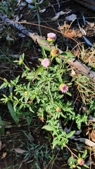 Centratherum riparium