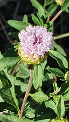 Centratherum riparium