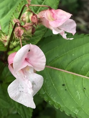 Impatiens glandulifera