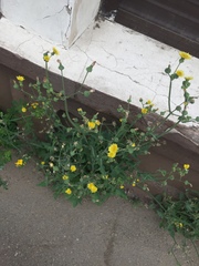 Sonchus oleraceus