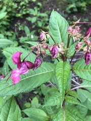 Impatiens glandulifera