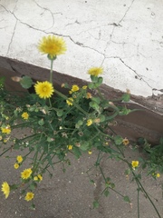 Sonchus oleraceus