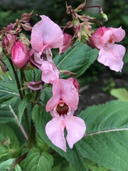 Impatiens glandulifera