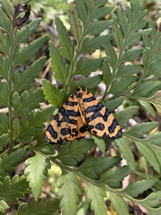 Amphicallia bellatrix