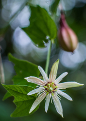 Passiflora cisnana
