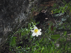 Lilium leucanthum