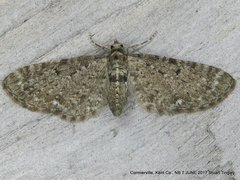 Eupithecia satyrata
