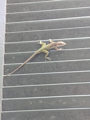 Anolis leachii