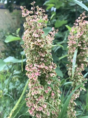 Rumex confertus
