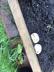 Fungi