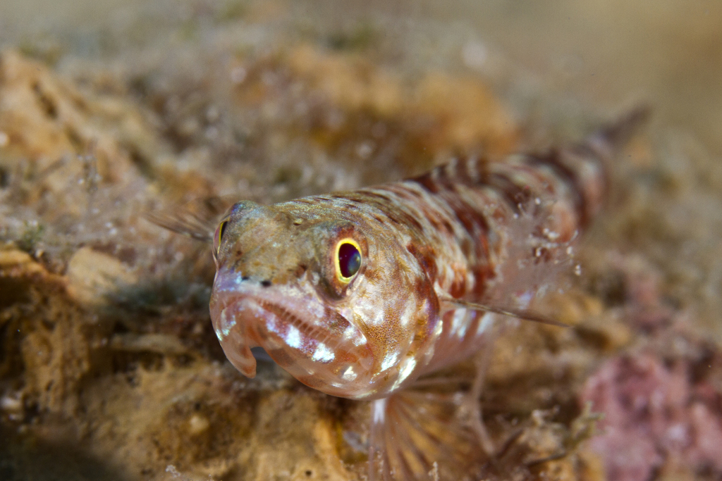 Lizardfishes (Synodontidae) - Marine Life Identification