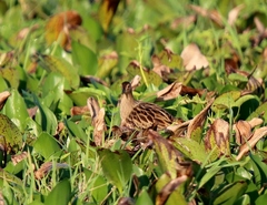 Gallicrex cinerea