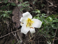 Lilium leucanthum