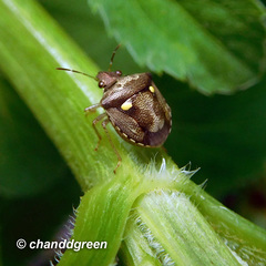 Eysarcoris guttigerus