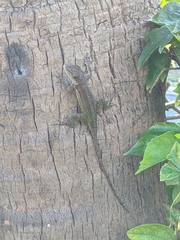 Anolis leachii