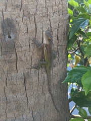 Anolis leachii