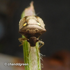 Eysarcoris guttigerus