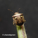 Eysarcoris guttigerus - Photo (c) Young Chan, alguns direitos reservados (CC BY-NC), uploaded by Young Chan