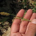 Carex woodii - Photo (c) cassi saari, algunos derechos reservados (CC BY-NC), subido por cassi saari