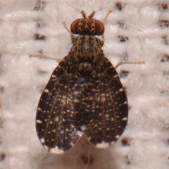 Trypetisoma sticticum