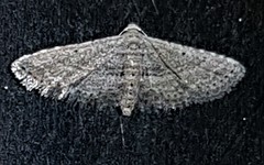 Araeopteron canescens