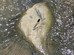 Calopteryx syriaca