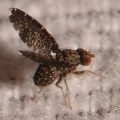 Trypetisoma sticticum