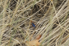Priocnessus coloradensis